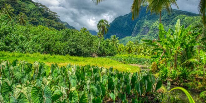 Natur Süd-Tahiti