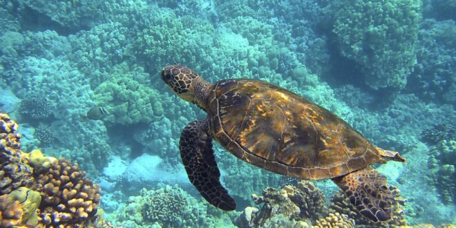 Hawaii Meeresschildkröte