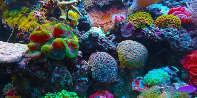 Farbenprächtiges Korallenriff in der Südsee