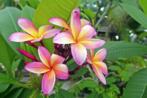 Blume Frangipani auf Cook-Island