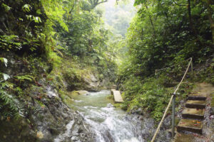 Regenwald nördlich von Suva
