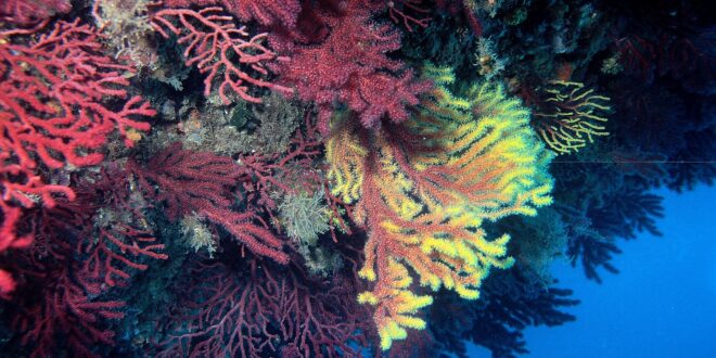 Gorgonien Korallen
