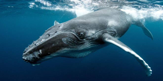 Buckelwal (Humpback Whale) in Tonga