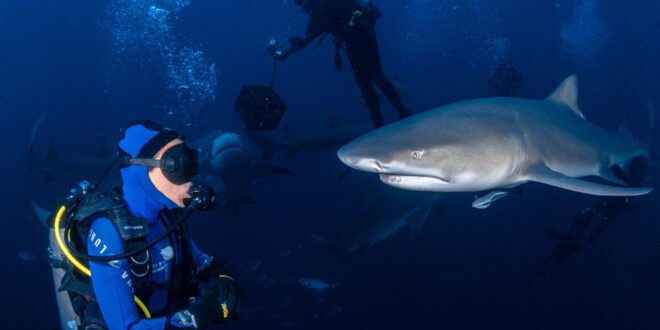 Schwimmen mit Zitronenhaien (lemon shark)
