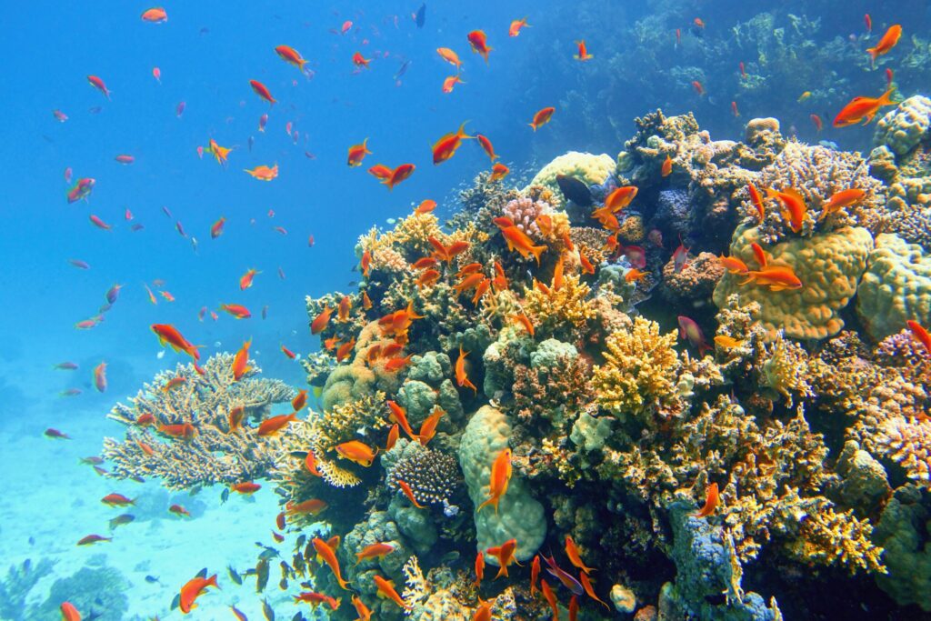 Anthiasschwärme am Korallenriff Fidschi
