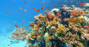 Anthiasschwärme am Korallenriff Fidschi